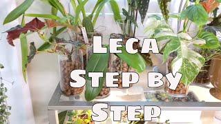 Growing in Leca Series Pt 1 Step by Step Grow Plants in Leca Philodendron Hoya Orchid Houseplants