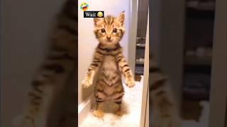 Dancing cat Funny Dance🪩🩰 #shorts