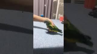 Cute Birds  Smart Parrot Video Doing Funny Thing #shorts #parrots