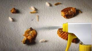 The Strongest Natural Home Remedy to Get Rid of Bedbugs