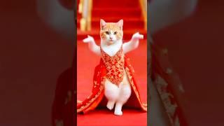 Cute Cat Dancing Video  #cat #dog #dogdance #catdance