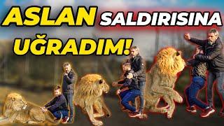 3 TANE ASLANIN BULUNDUĞU KAFESE GİRDİM! (Aslan Yaptığım Masajı Beğenmeyince Saldırdı) - Ahmet Akbey