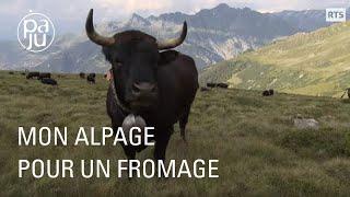 Mon alpage pour un fromage