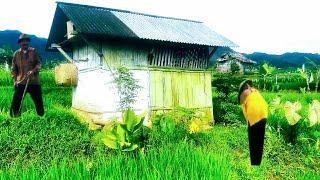 MASYA ALLOH BETAPA TANGGUHNYA PETANI ALAM DESA 4 MUSIM GAGAL PANEN MASIH MAMPU BERTAHAN