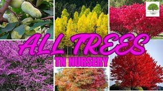 ALL TREES - TN Nursery