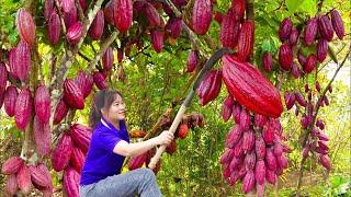 How to harvest giant red cocoa,go to market sell-Harvest and cooking-LY THI LINH