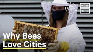 Why Bees Thrive in Cities | One Small Step | NowThis Earth