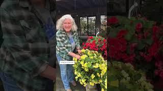 Beautiful Begonia Baskets