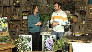 LIVE Gardening Bargains and your Questions Answered