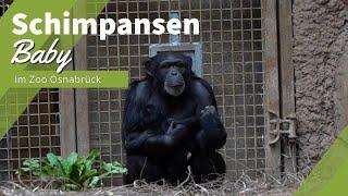 Schimpansen-Mutter Tamika bringt Nachwuchs im Zoo Osnabrück zur Welt