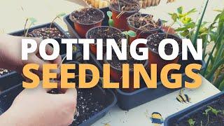 Potting On Seedlings | Two Simple Methods