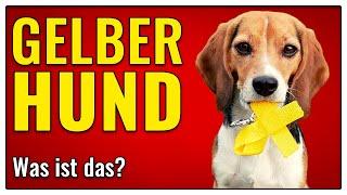 Gelber Hund, Gulahund, Gelbe Schleife Hund  Was ist das genau ? TGH 327