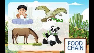 Food Chains | STEM Education | Albakio International