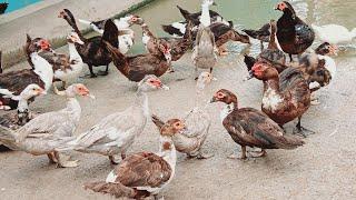 muscovy duck farm || muscovy duck egg production || muscovy duck farming