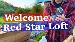 Unboxing the Red Star Loft racing pigeons