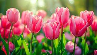 Beautiful relaxing music  List of BEST Melodies to help you relax - beautiful flowers #1