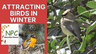 Attracting Birds to Your Yard in Winter