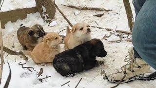 Hungry puppies line up begging in the snow and heartbroken by separation