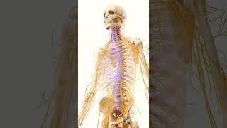 The Autonomic Nervous System (ANS)One of the most amazing and interesting pathways of human body.