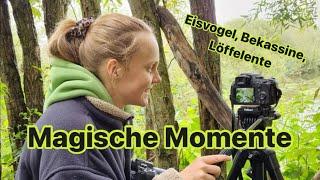 Magische Momente - Naturspaziergang mit Eisvogel, Bekassine und Löffelente | Herbstbeginn 