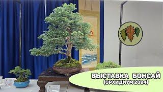 Выставка  бонсай на Орхидиуме (осень 2024) @Studio.Bonsai