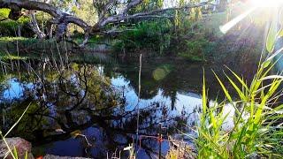 I Caught My Biggest Merriwa Park Silver Perch