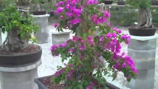 Some trees in our Bonsai Collection - Wigert's Bonsai Nursery