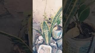#savearth