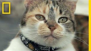 The Science of Meow: Study to Look at How Cats Talk | National Geographic