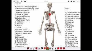Arteries for AnP2