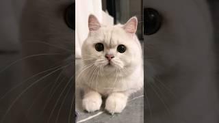 Cat videos cute cats kittens 