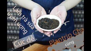LÀM TRÀ SỮA UYÊN ƯƠNG CỰC DỄ VỚI PLANTRIP CHA