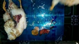 Kỹ thuật mổ khám vịt