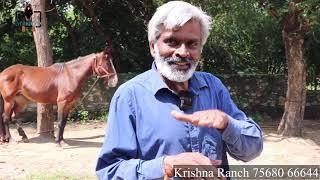 Dinesh जी Jain का Natural Farm Krishna Ranch का Tour ️️️ Marwari Horse Farm Tour 