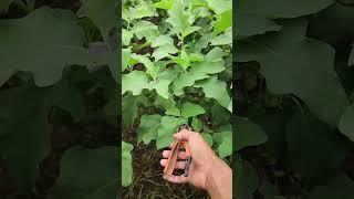 cut the eggplant tree #agribuzz