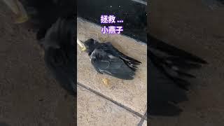 拯救...小燕子#拯救 #燕子