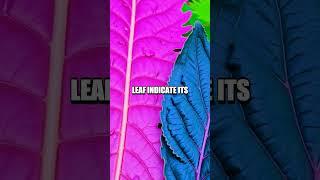 Mastering the Art of Wilderness Leaf Identification