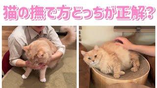 猫がとろける撫で方教えます【猫カフェスタッフ解説】