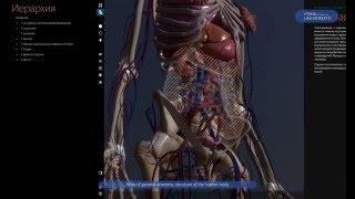 Atlas of General Anatomy