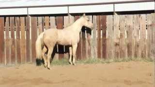 2011 PALOMINO CUTTING PROSPECT - PALO DURO CAT x DUAL REY DAUGHTER