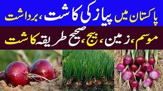 Onion farming | Onion cultivation (Pyaz ki kasht), Growing onions  tips || Kissan Pakistan