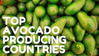 Top Largest Avocado Producer in the World