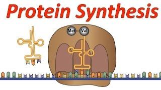 Protein Synthesis! (Mr. W's Rock Music Video)
