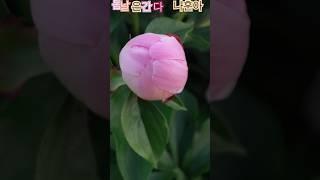 봄날은간다 나훈아  #태화강국가정원 #가지산 #정원