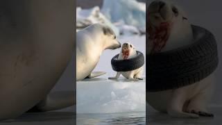 Volunteer saves baby seal trapped in old tire, proving kindness can change a life. #animals #seal