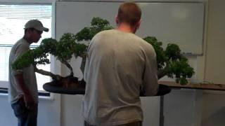 Repotting Large Brazilian RainTree Bonsai Forest