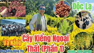 TOP Cây Kiểng Lá Màu Trang Trí Ngoại Thất - Phần 1 |Ưa Nắng, Độc Lạ |Hoa Kiểng Hùng Thy 0918.708.965