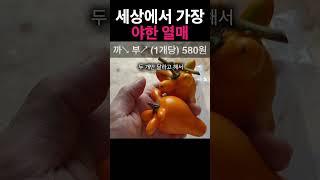 세상에서 가장 섹시한 열매