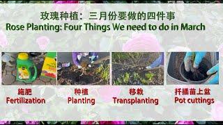 【养花·种菜】059 玫瑰种植：三月份要做的四件事。 Rose Planting:  Four Things We need to do in March