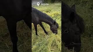 жизнь в деревне весело ️️